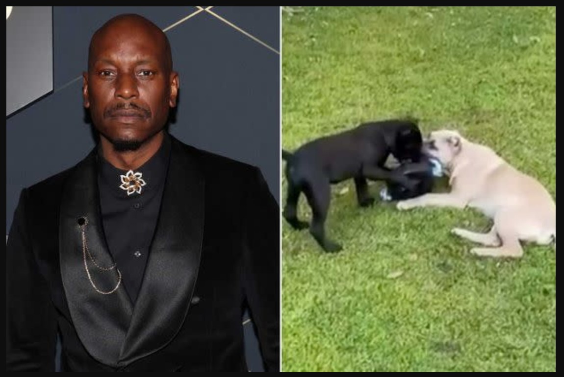 Tyrese Gibson, Tyrese Gibson news, Tyrese Gibson charged, Tyrese Gibson animal cruelty, Tyrese Gibson dogs, Tyrese Gibson arrest, Tyrese Gibson turns himself in, Tyrese Gibson court case, Hollywood actor Tyrese Gibson, Tyrese Gibson scandal, Tyrese Gibson latest updates, celebrity arrests 2025, animal cruelty charges Hollywood, Tyrese Gibson neighbor’s pet, Tyrese Gibson legal troubles
